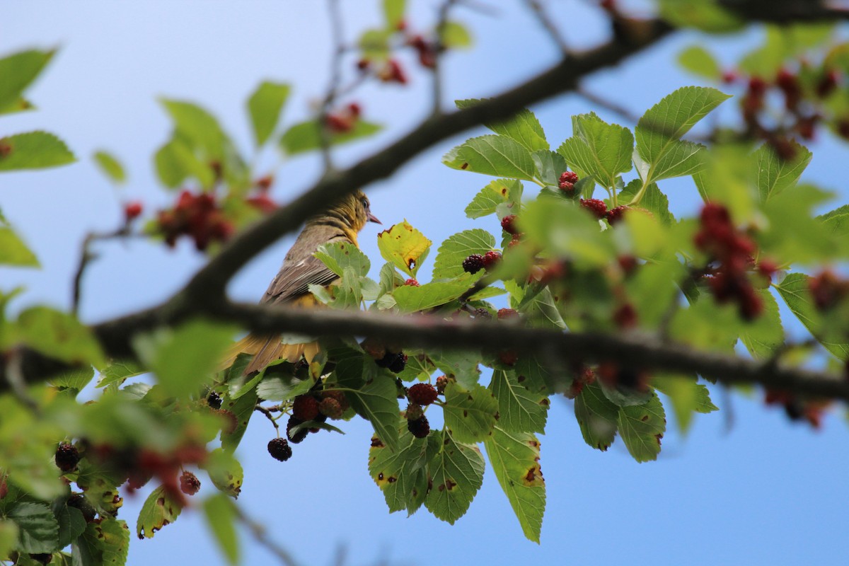 Baltimore Oriole - ML620313360