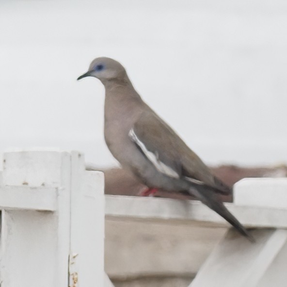 West Peruvian Dove - ML620313361