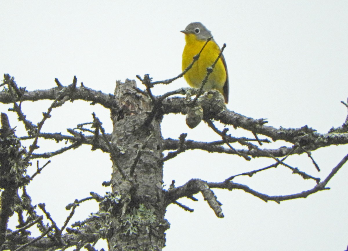 Nashville Warbler - ML620313363