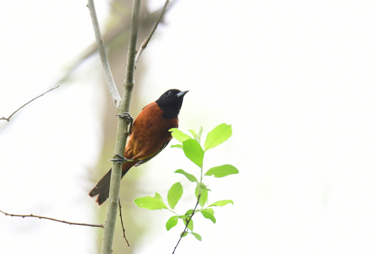 Orchard Oriole - ML620313367