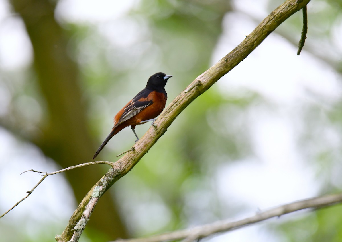 Orchard Oriole - ML620313368