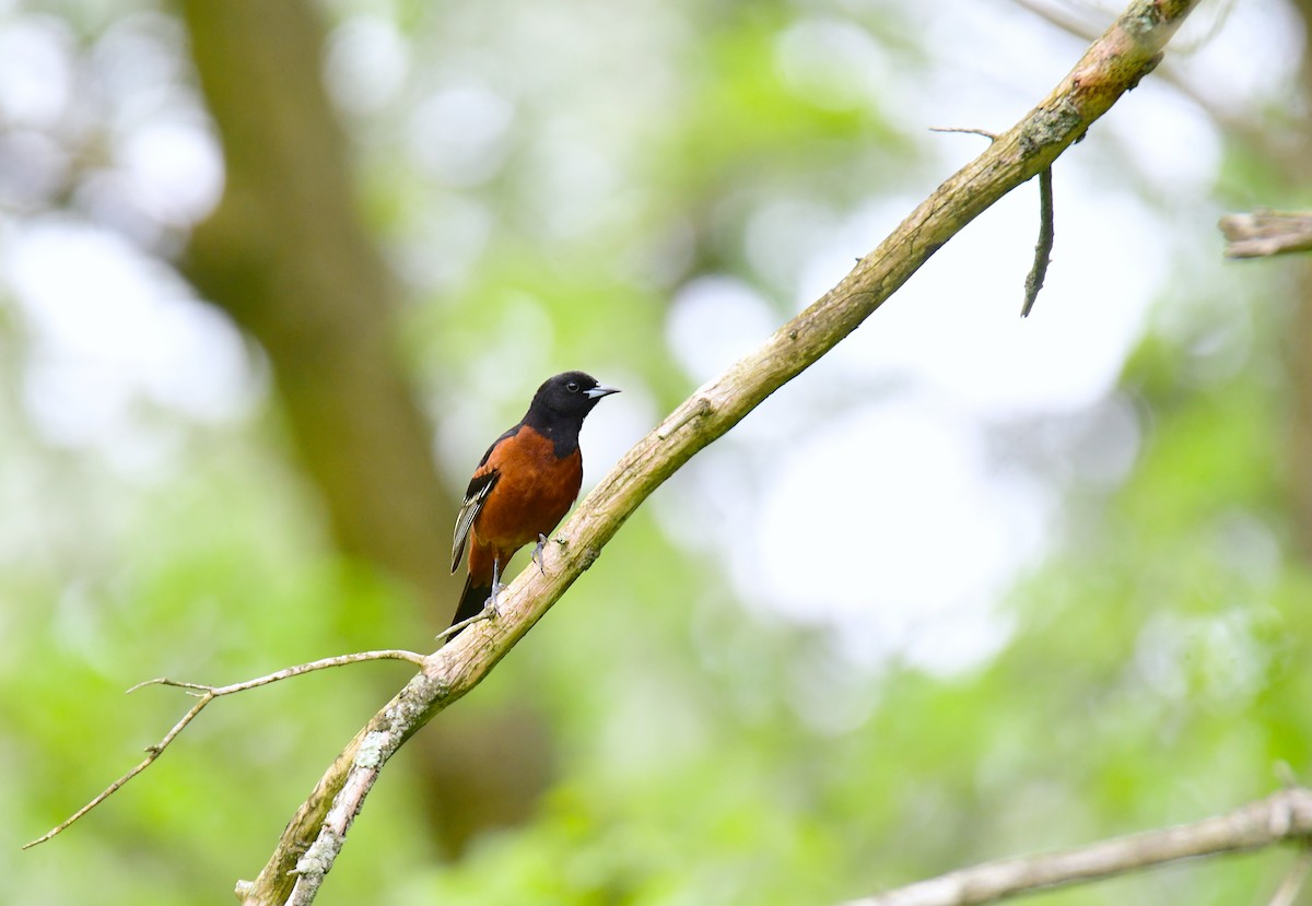 Orchard Oriole - ML620313369