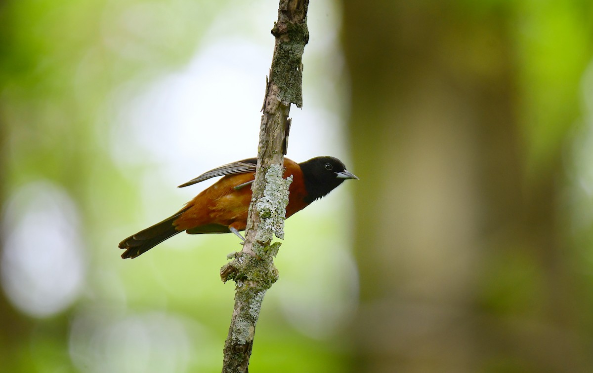 Orchard Oriole - ML620313370