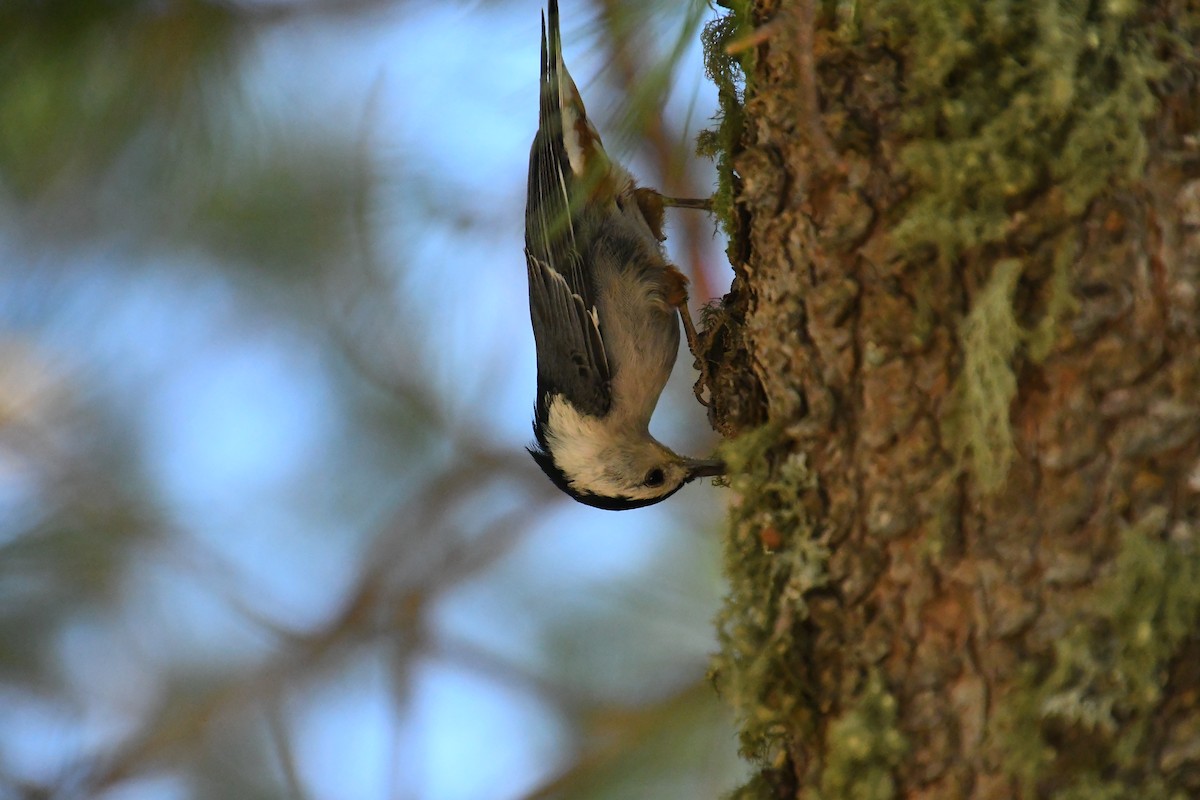 White-breasted Nuthatch - ML620313375