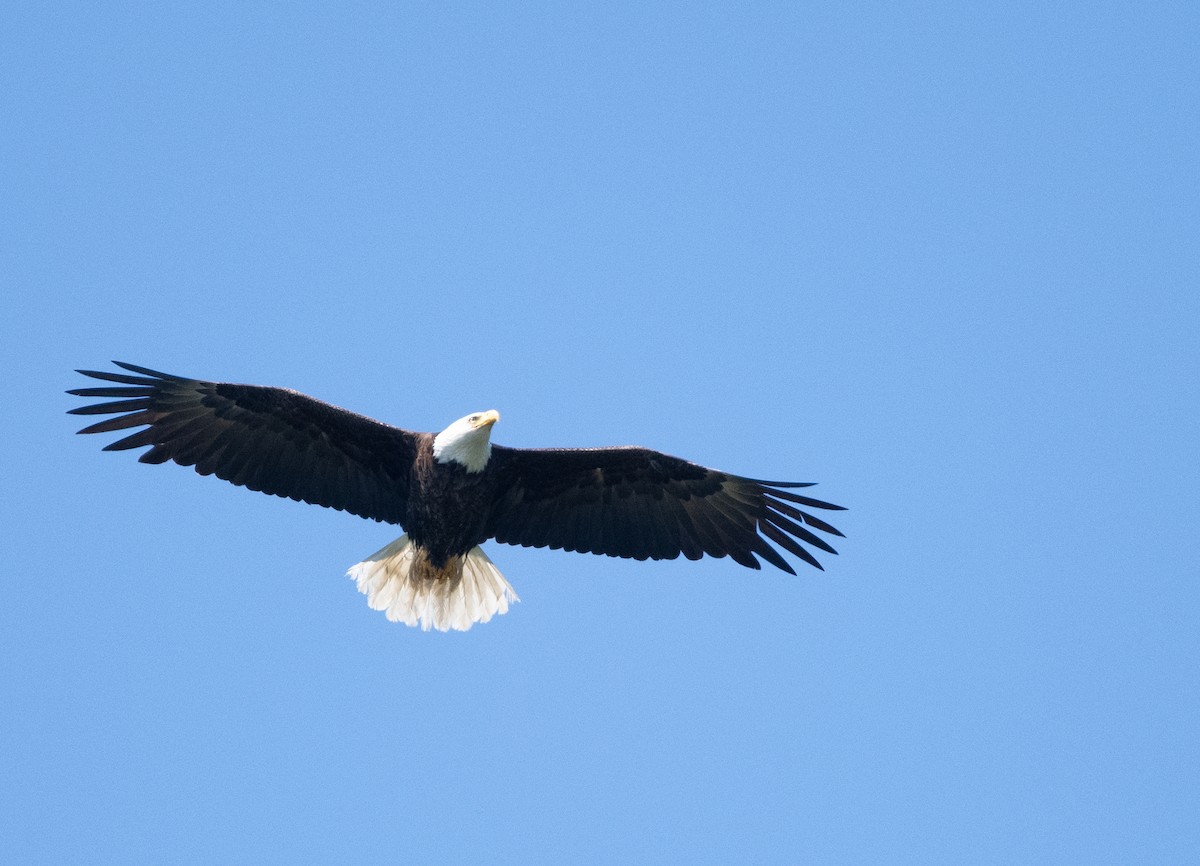 Bald Eagle - ML620313378