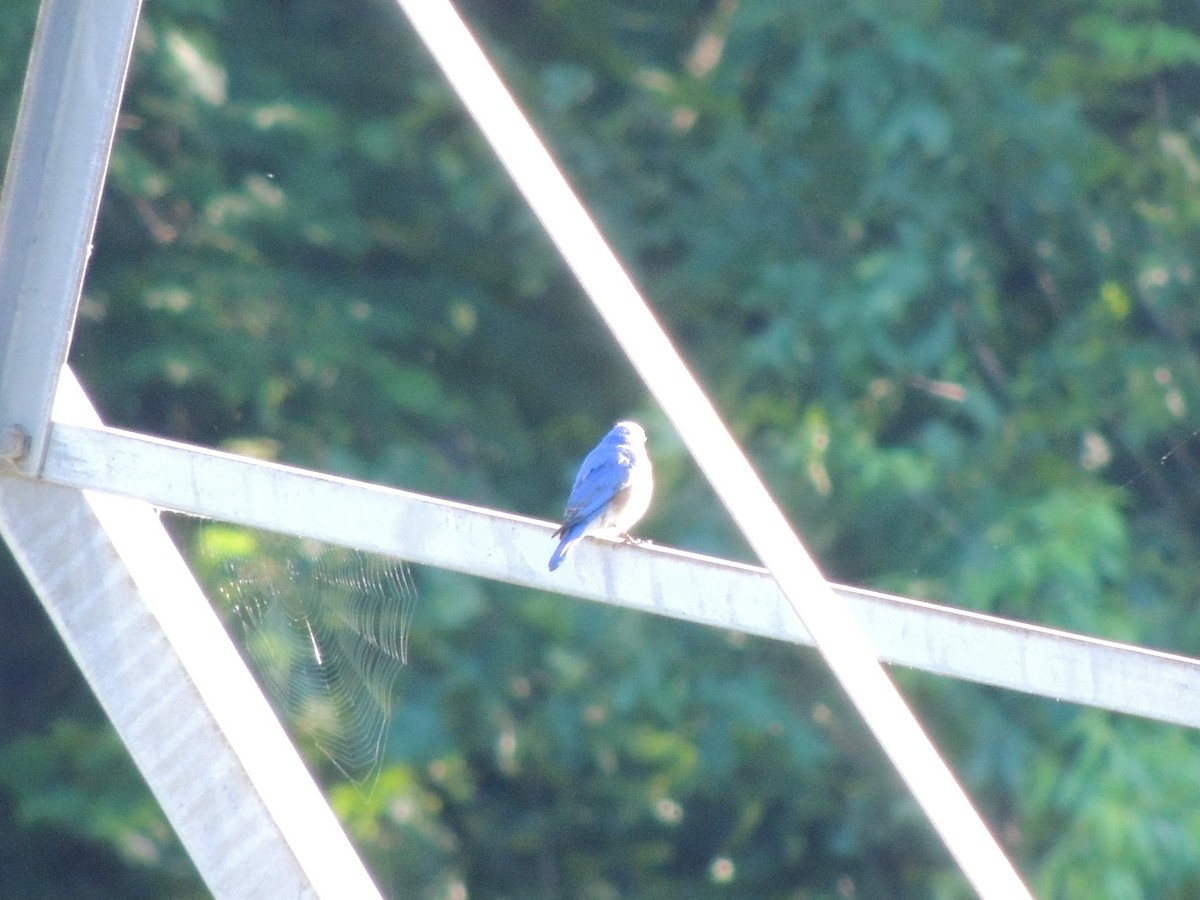 Eastern Bluebird - ML620313382