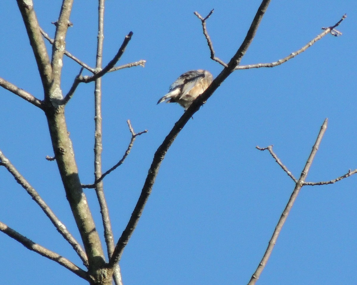 Eastern Bluebird - ML620313385