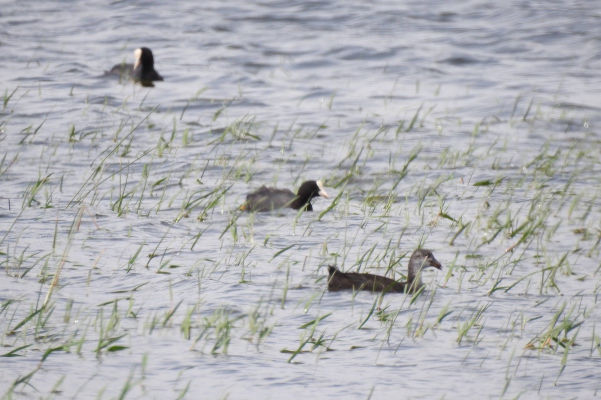 Eurasian Coot - ML620313386