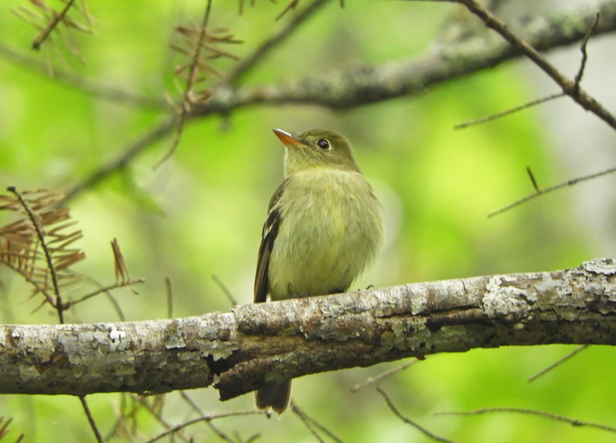 Yellow-bellied Flycatcher - ML620313387