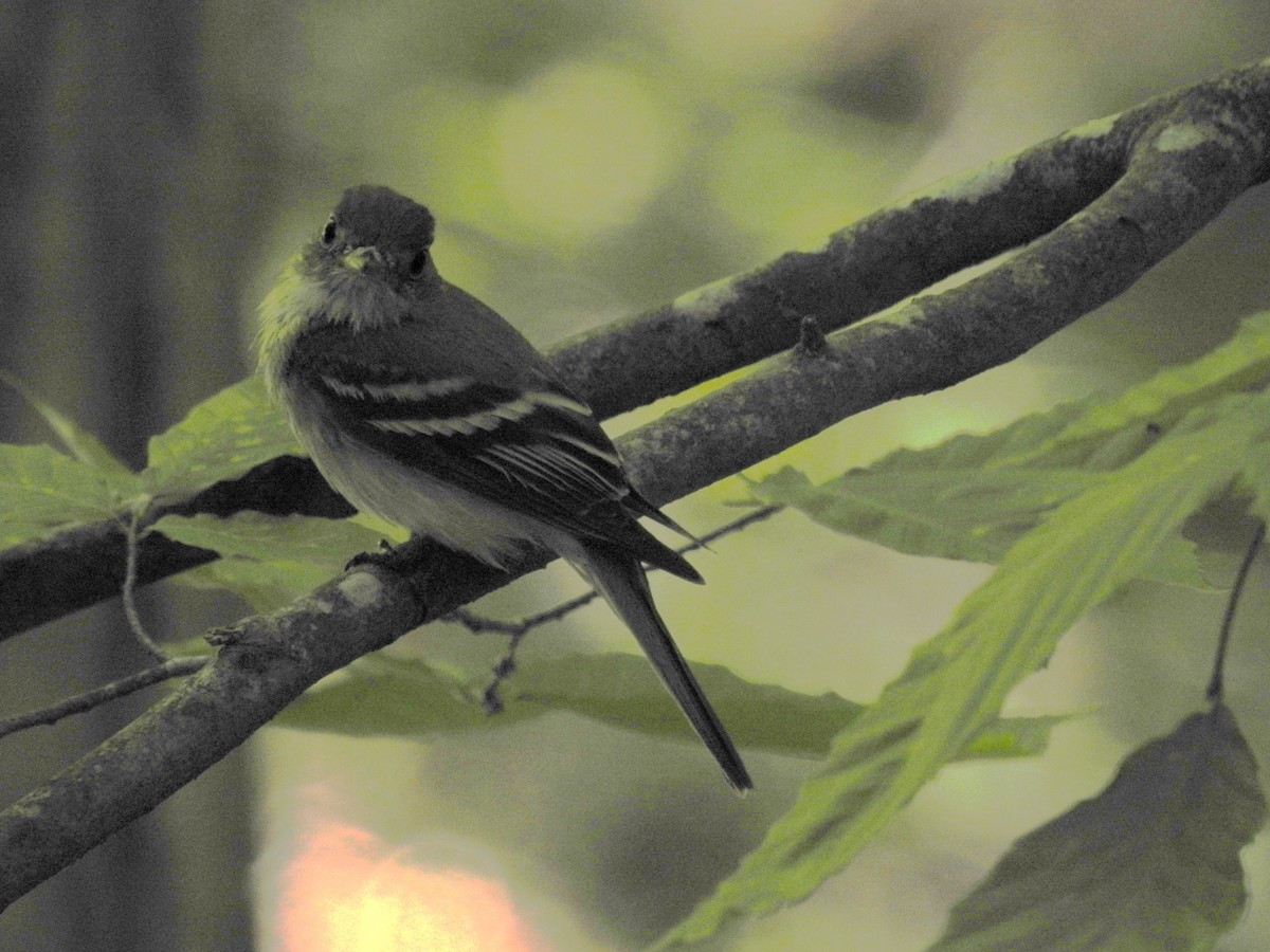 Acadian Flycatcher - ML620313388