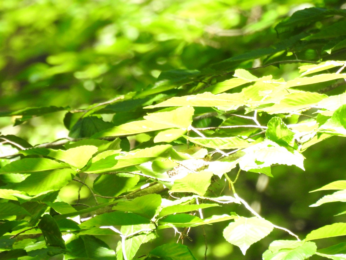 Acadian Flycatcher - ML620313389