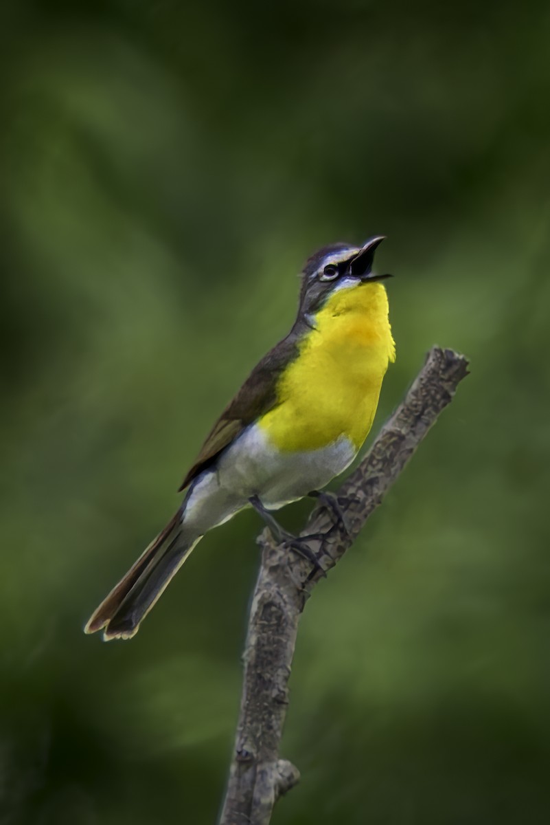 Yellow-breasted Chat - ML620313394