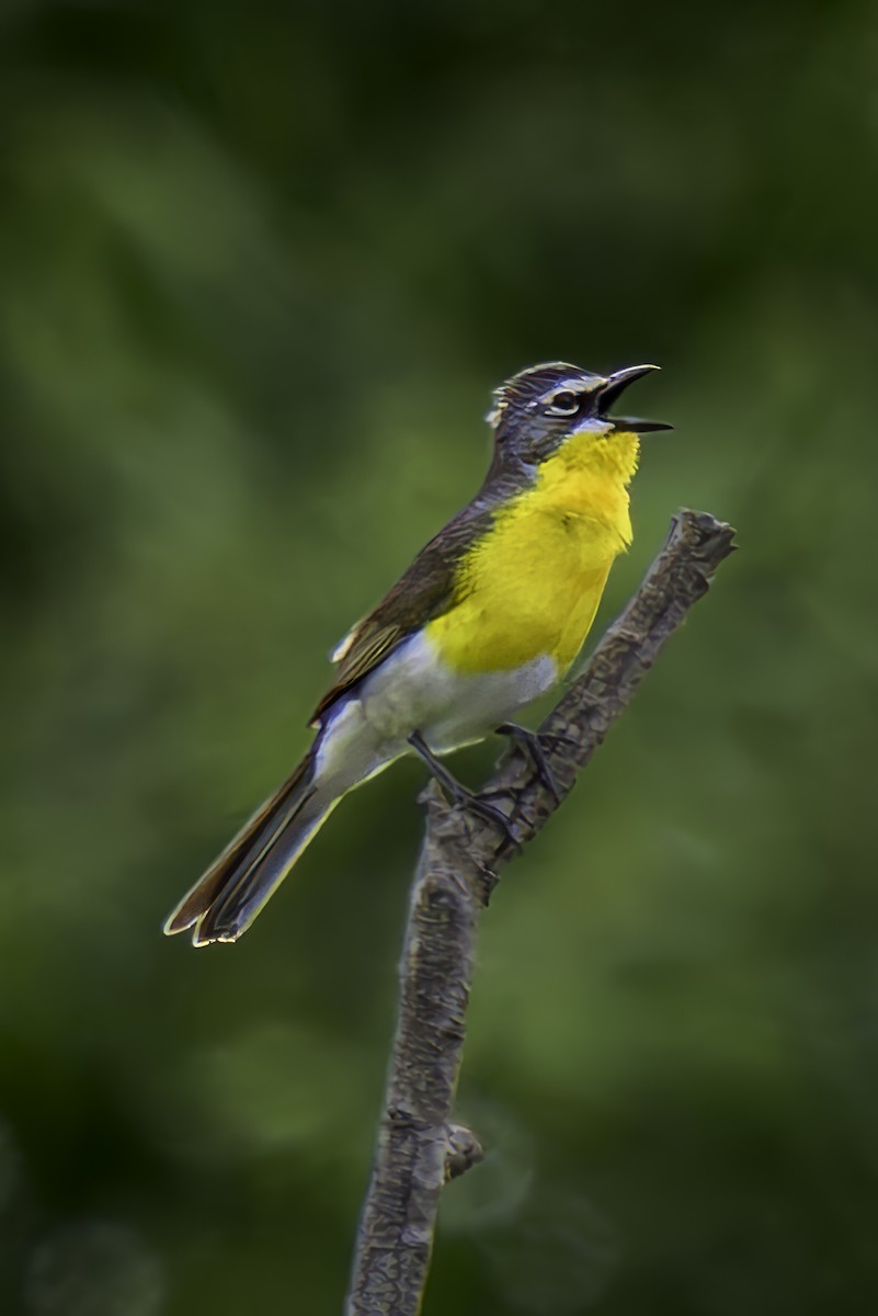 Yellow-breasted Chat - ML620313395