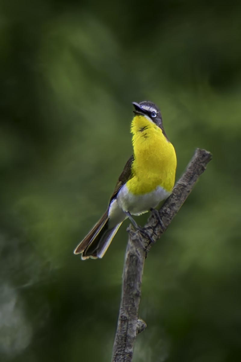 Yellow-breasted Chat - ML620313396