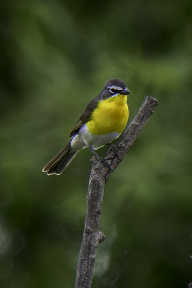 Yellow-breasted Chat - ML620313397