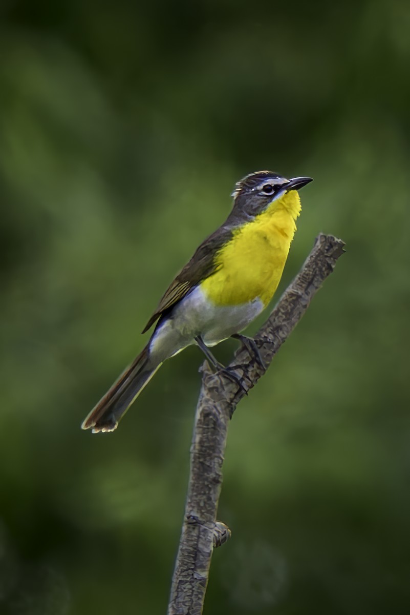 Yellow-breasted Chat - ML620313398