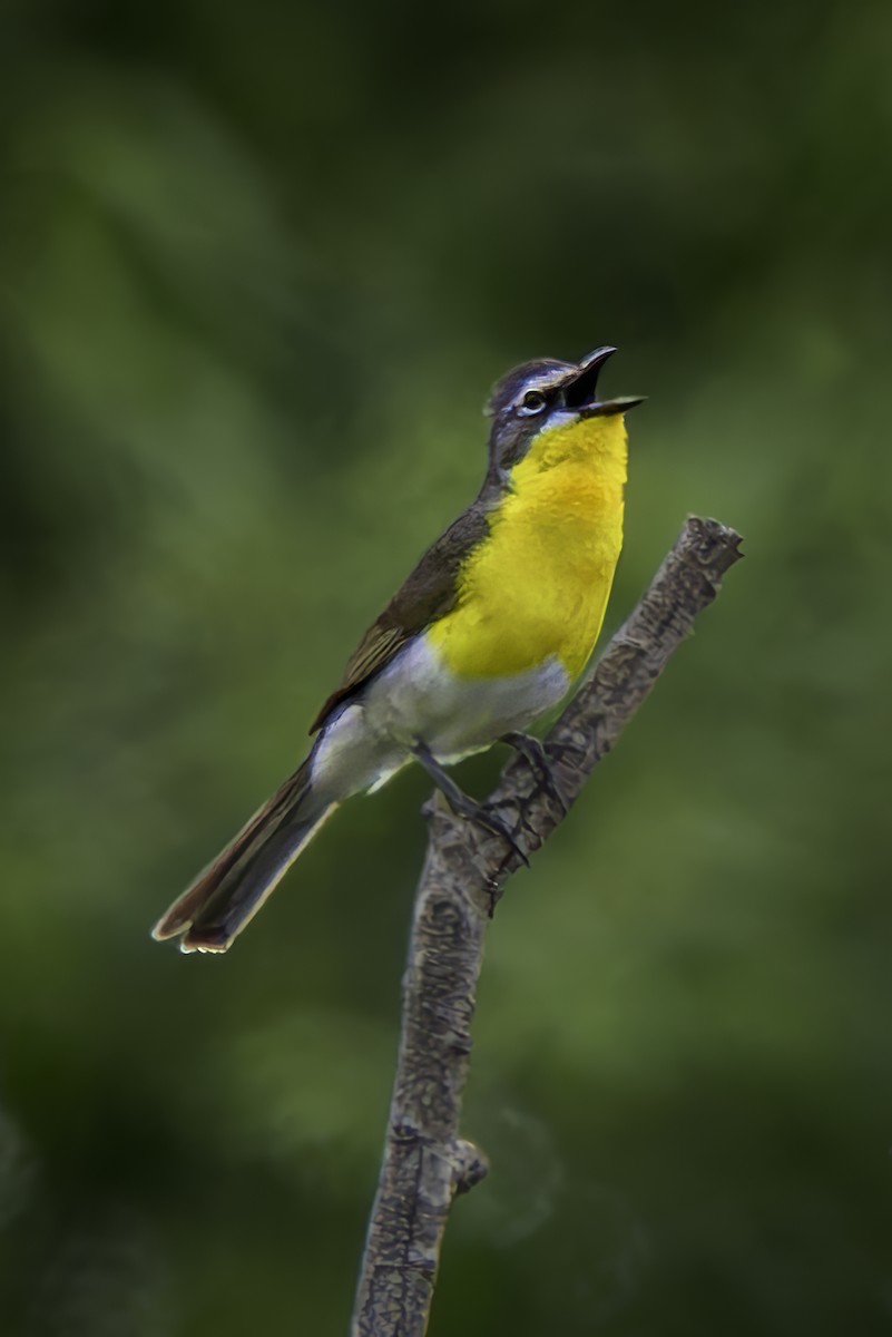 Yellow-breasted Chat - ML620313399