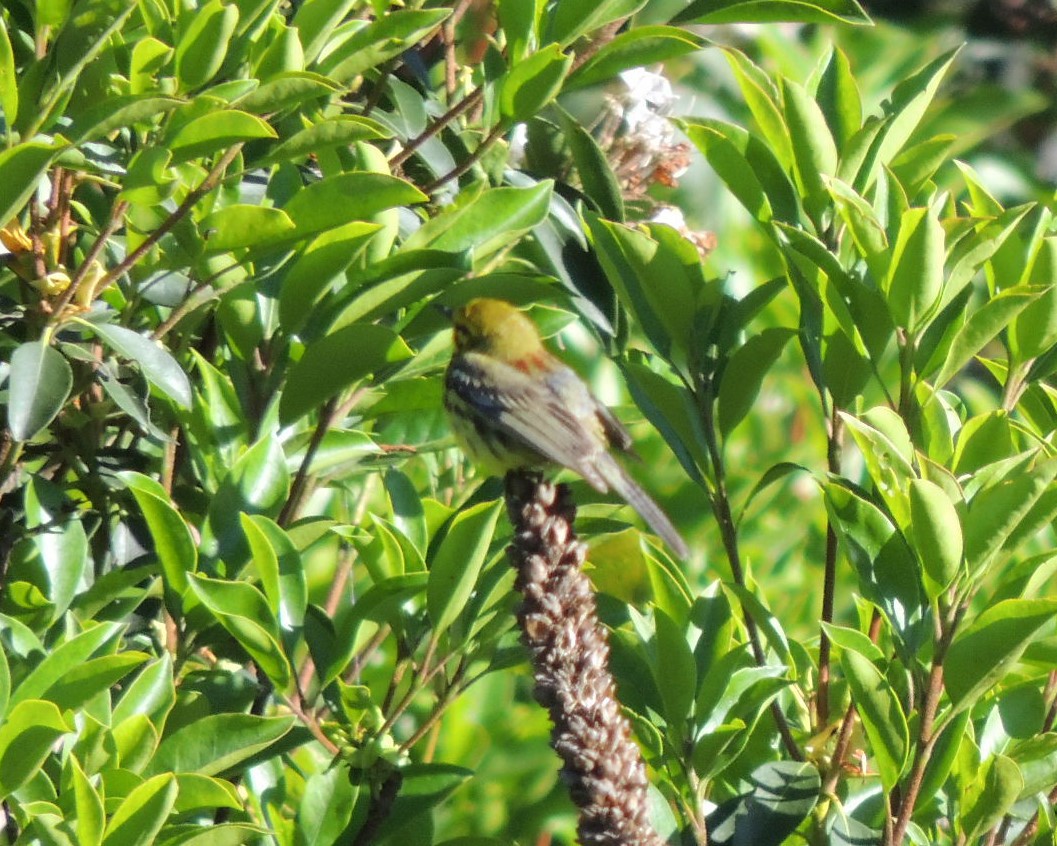 Prairie Warbler - ML620313401