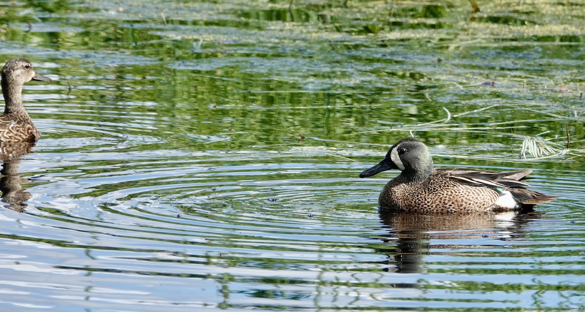 Blue-winged Teal - ML620313410