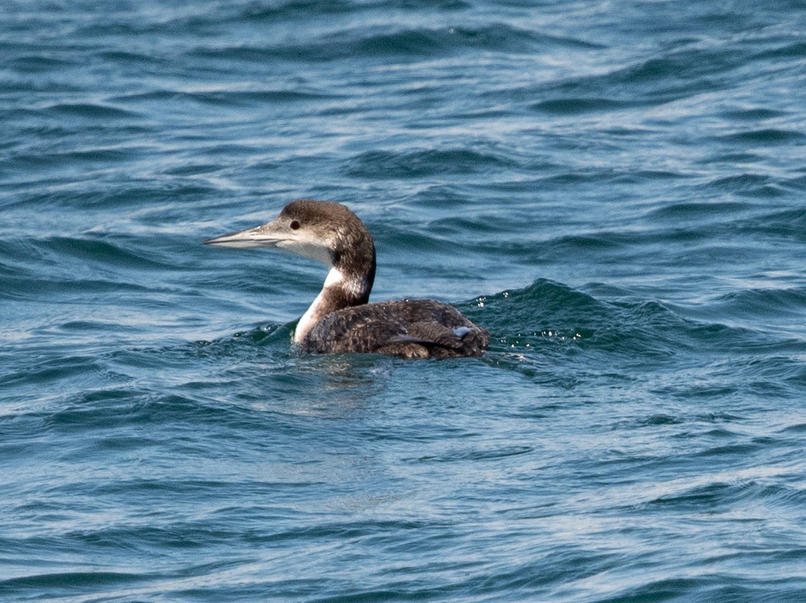 Plongeon huard - ML620313411