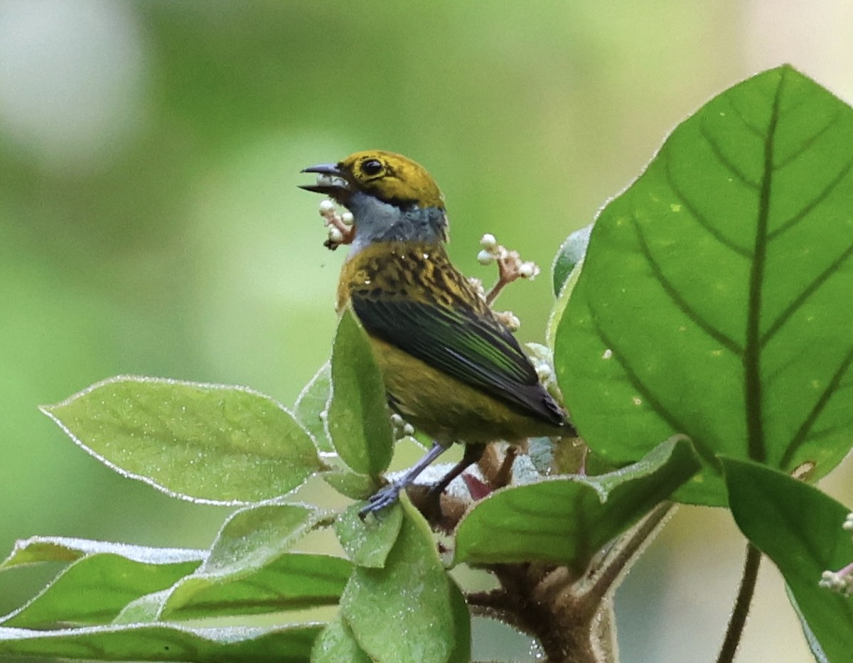 Silver-throated Tanager - ML620313414