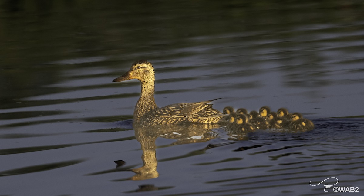 Mallard - ML620313427