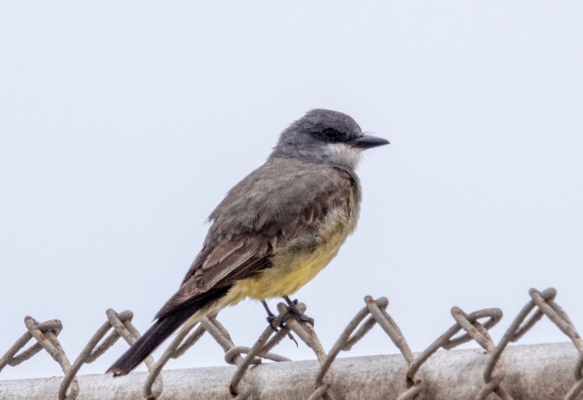 Cassin's Kingbird - ML620313428