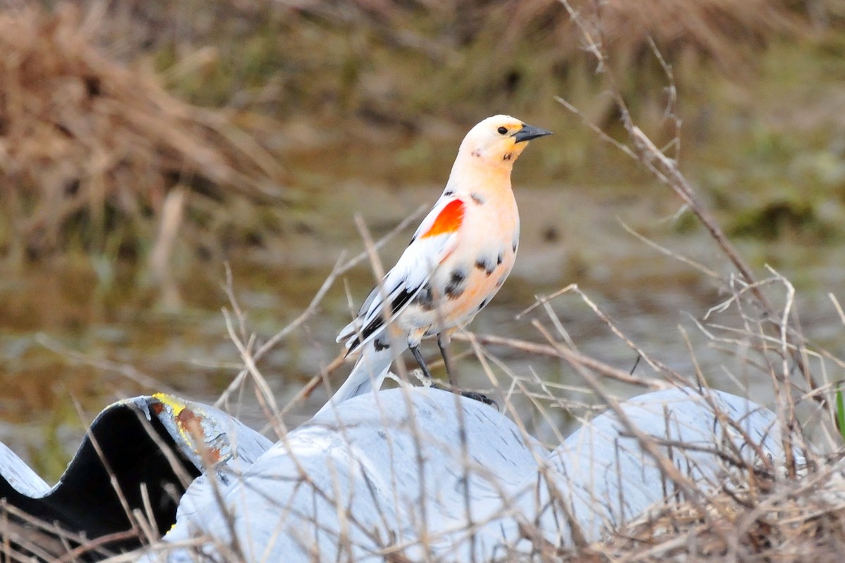 Red-winged Blackbird - ML620313430