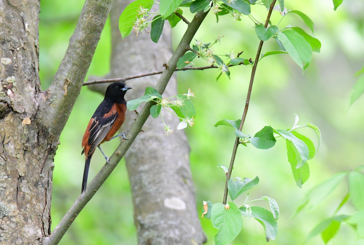 Orchard Oriole - Chaiby Leiman