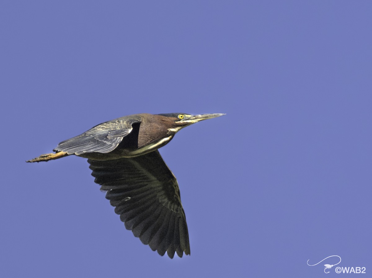 Green Heron - ML620313437