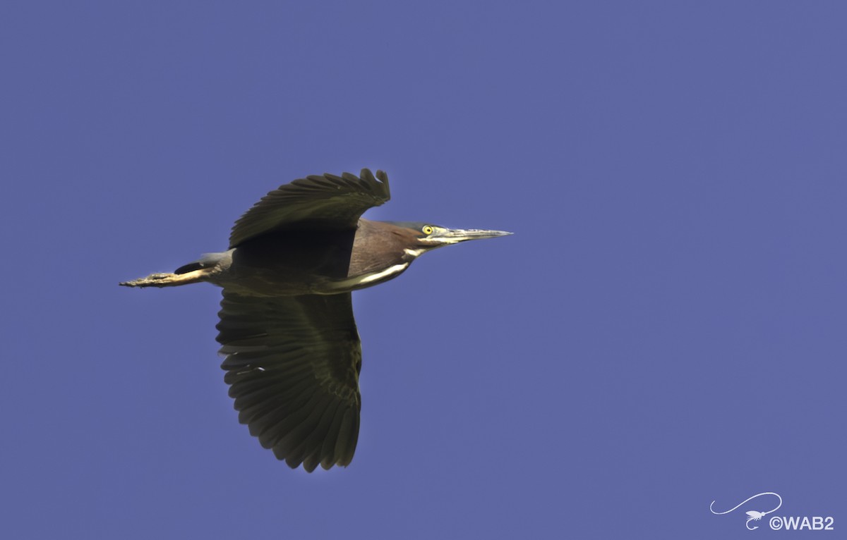 Green Heron - ML620313438