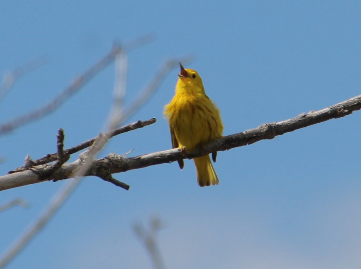 Yellow Warbler - ML620313442