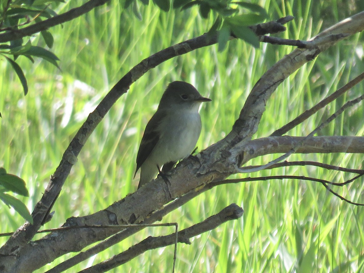 Alder Flycatcher - ML620313443