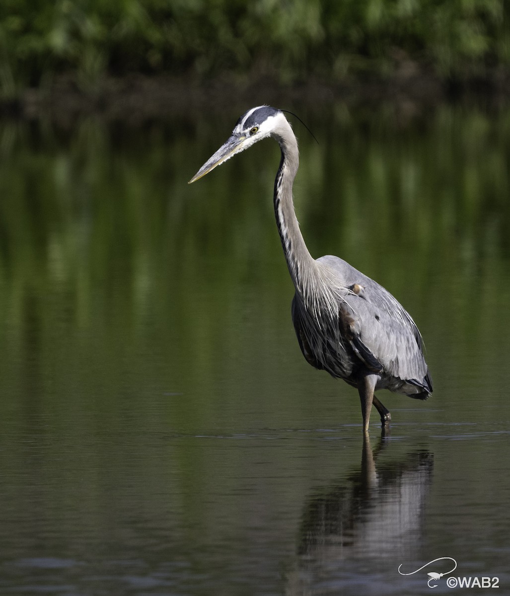 Great Blue Heron - ML620313444