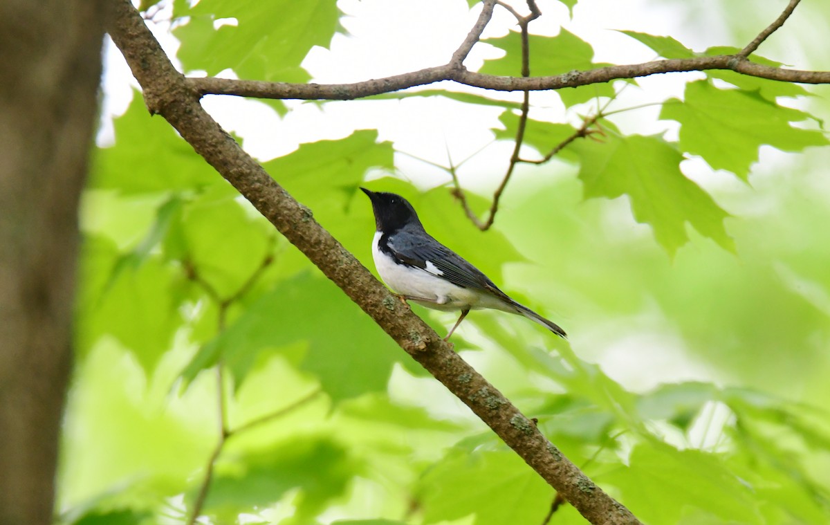 Black-throated Blue Warbler - ML620313445