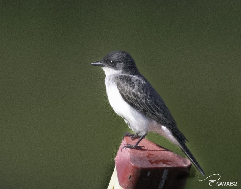 Eastern Kingbird - ML620313449