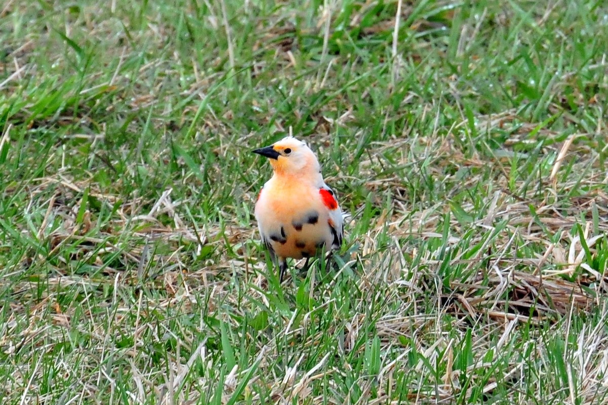 Red-winged Blackbird - ML620313450