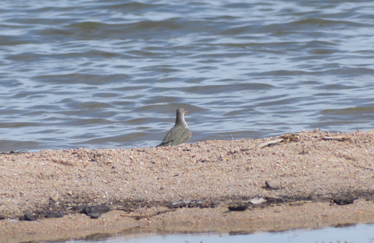 Spotted Sandpiper - ML620313456