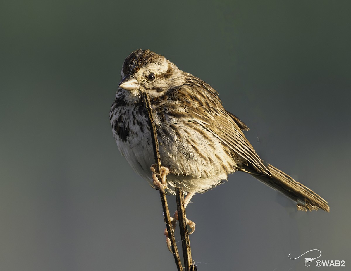 Song Sparrow - ML620313461