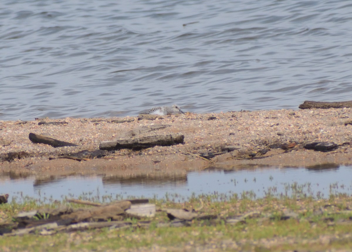 Bécasseau sanderling - ML620313465