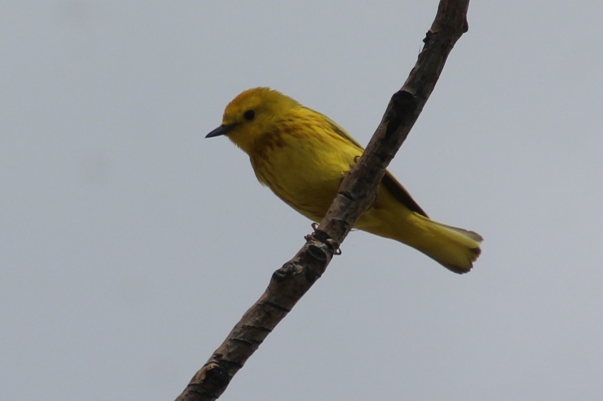 Yellow Warbler - ML620313466