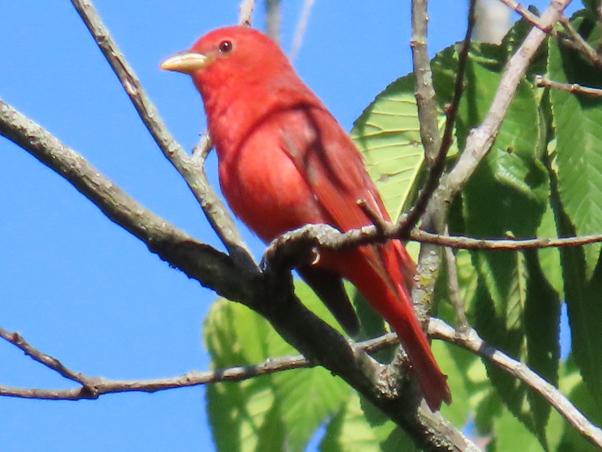 Summer Tanager - ML620313469