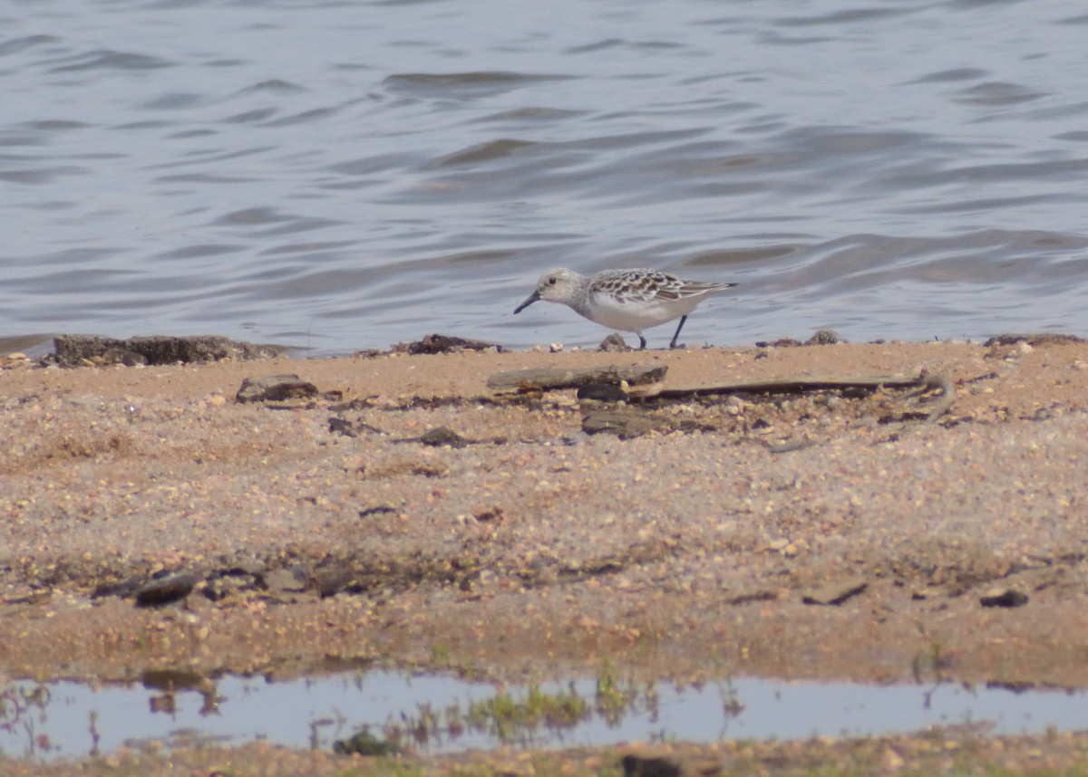 Bécasseau sanderling - ML620313470