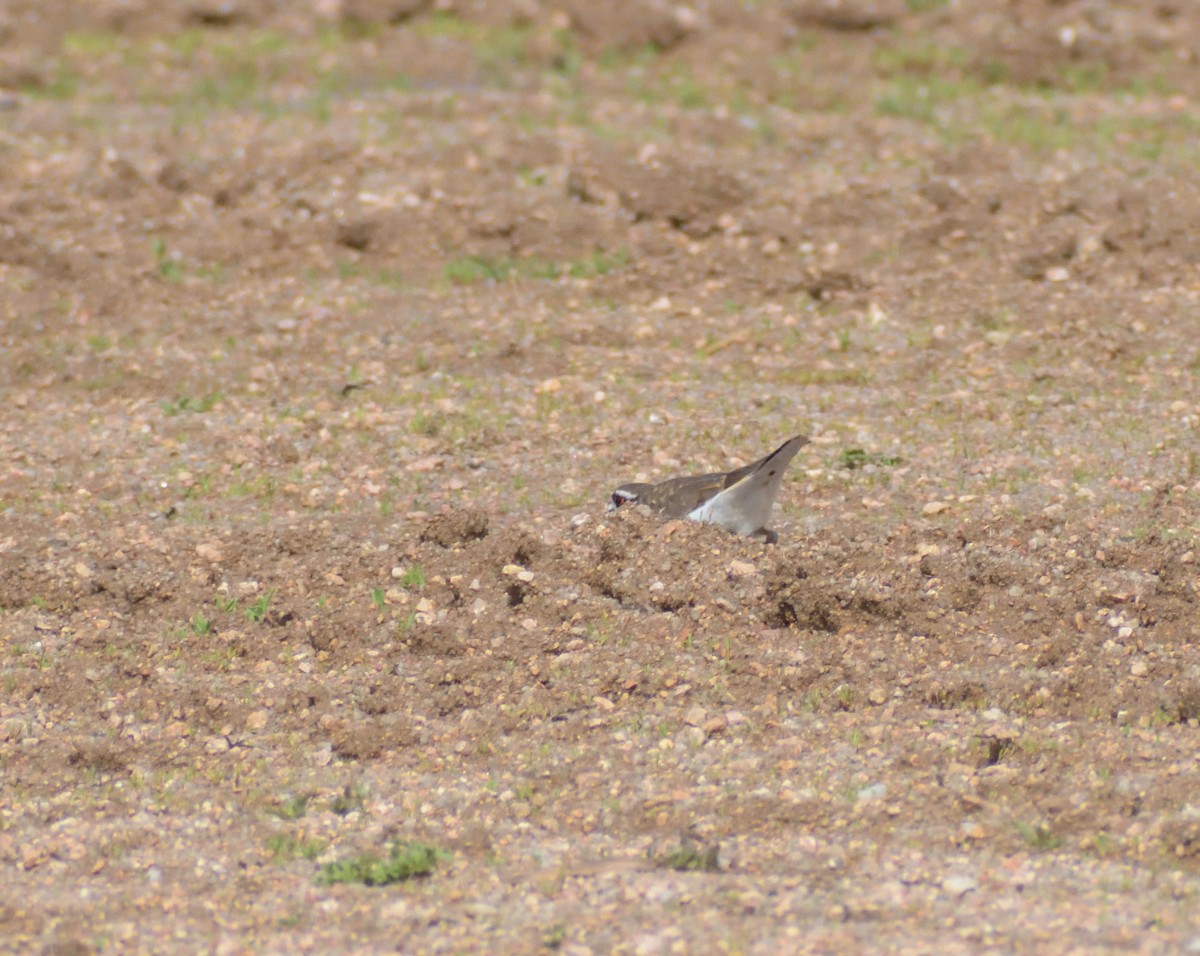 Killdeer - ML620313478