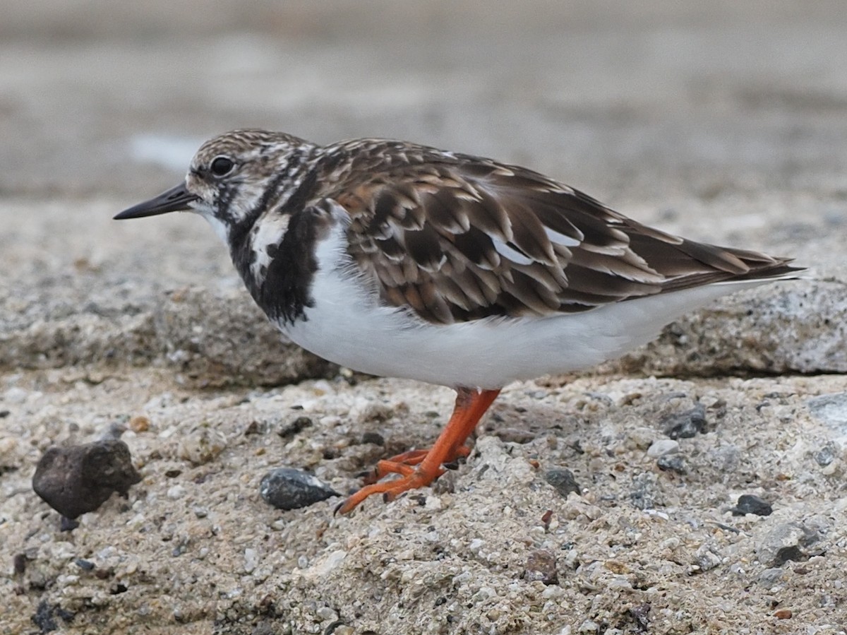 Ruddy Turnstone - ML620313479