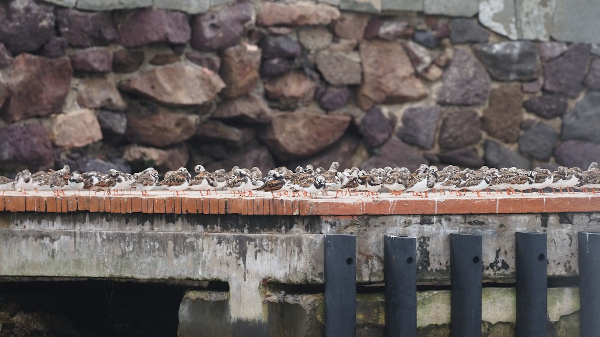 Ruddy Turnstone - ML620313480