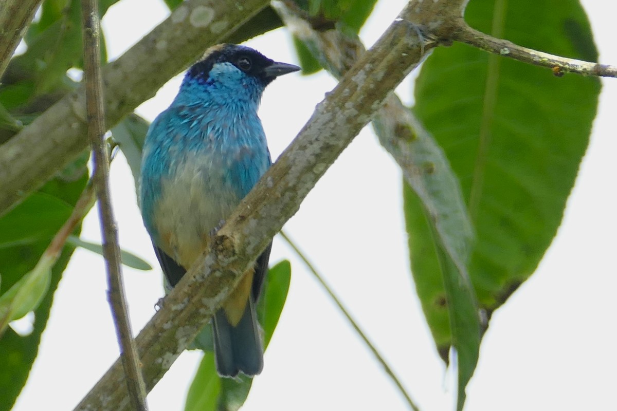 Golden-naped Tanager - ML620313482