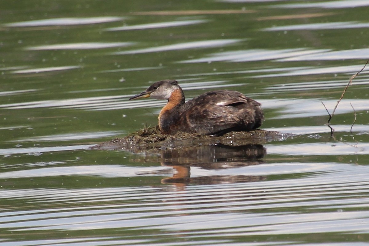 Red-necked Grebe - ML620313490