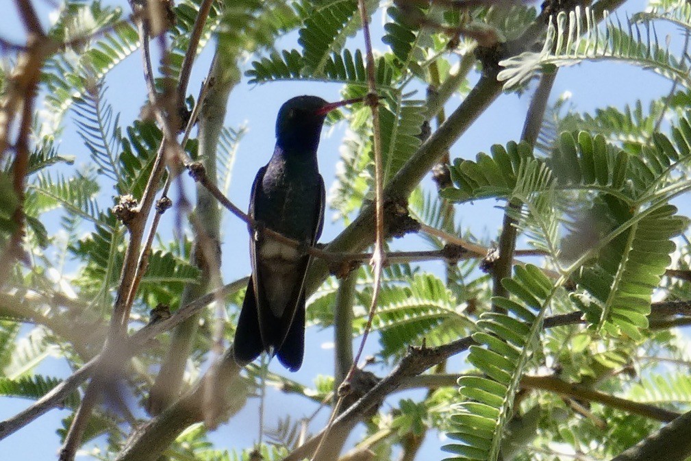 Colibrí Piquiancho Común - ML620313491