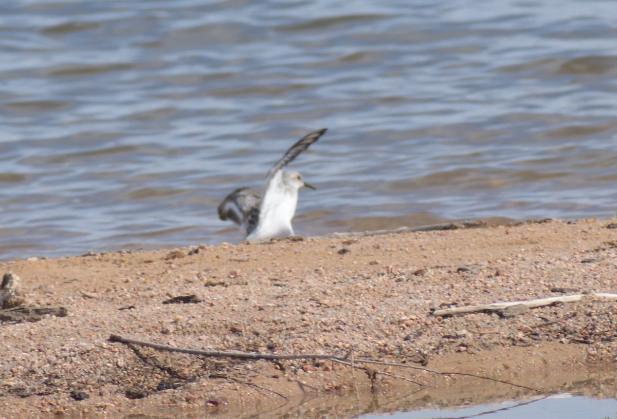 Bécasseau sanderling - ML620313492